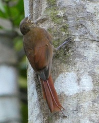 Glyphorynchus spirurus