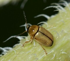 Cryptocephalus fulvus