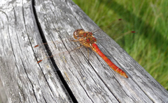 Sympetrum