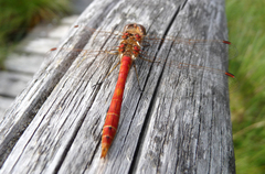 Sympetrum