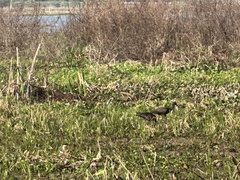 Plegadis falcinellus