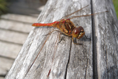 Sympetrum