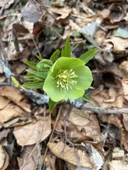 Helleborus