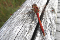Sympetrum
