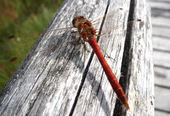 Sympetrum