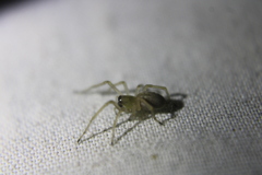 Corinnoidea