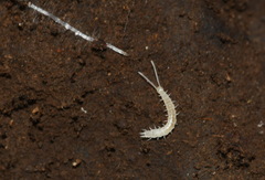 Scutigerellidae
