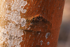 Trentepohlia