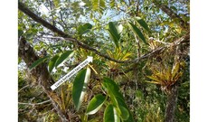 Machaerium microphyllum