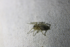 Corinnoidea