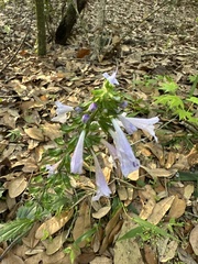 Salvia lyrata