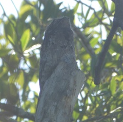 Nyctibius griseus