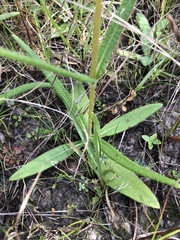 Helianthus heterophyllus