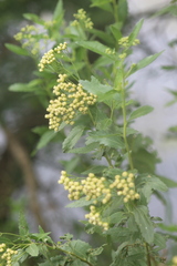 Nidorella ivifolia