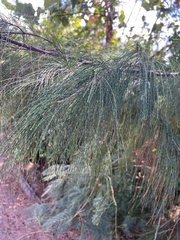 Casuarina equisetifolia