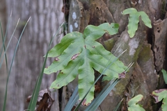 Phlebodium aureum