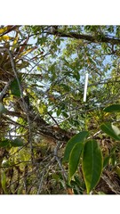 Machaerium microphyllum