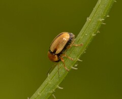 Cryptocephalus fulvus