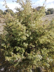 Juniperus