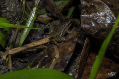 Leucostethus fraterdanieli