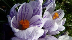 Crocus neapolitanus