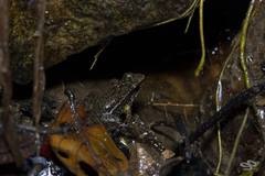 Leucostethus fraterdanieli