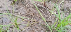 Pseudopaludicola canga