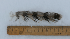 Accipiter nisus