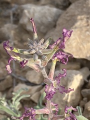 Matthiola longipetala