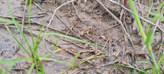 Pseudopaludicola canga