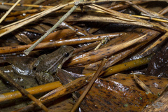 Leucostethus fraterdanieli