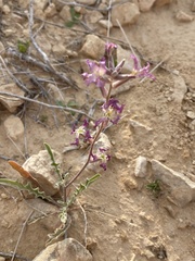 Matthiola longipetala