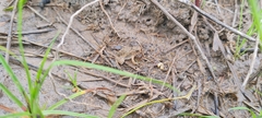 Pseudopaludicola canga