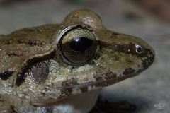 Craugastor raniformis