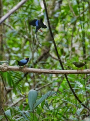 Chiroxiphia linearis