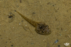 Leucostethus fraterdanieli