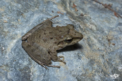 Craugastor raniformis