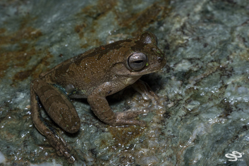 Pugnosed Tree Frog (Smilisca sila) · iNaturalist