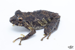 Pristimantis penelopus