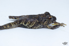 Pristimantis penelopus