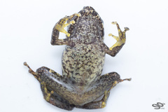 Pristimantis penelopus