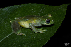 Palmer's Treefrog photo 3