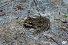 Leptodactylus insularum