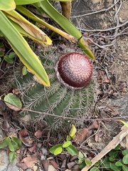 Melocactus intortus