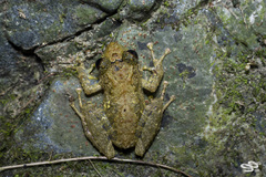 Pristimantis penelopus