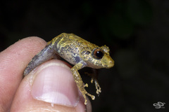 Pristimantis penelopus