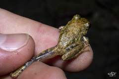 Pristimantis penelopus