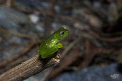 Espadarana prosoblepon