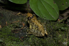 Pristimantis penelopus