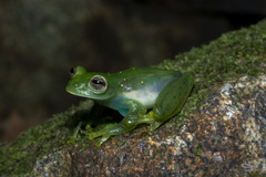 Espadarana prosoblepon